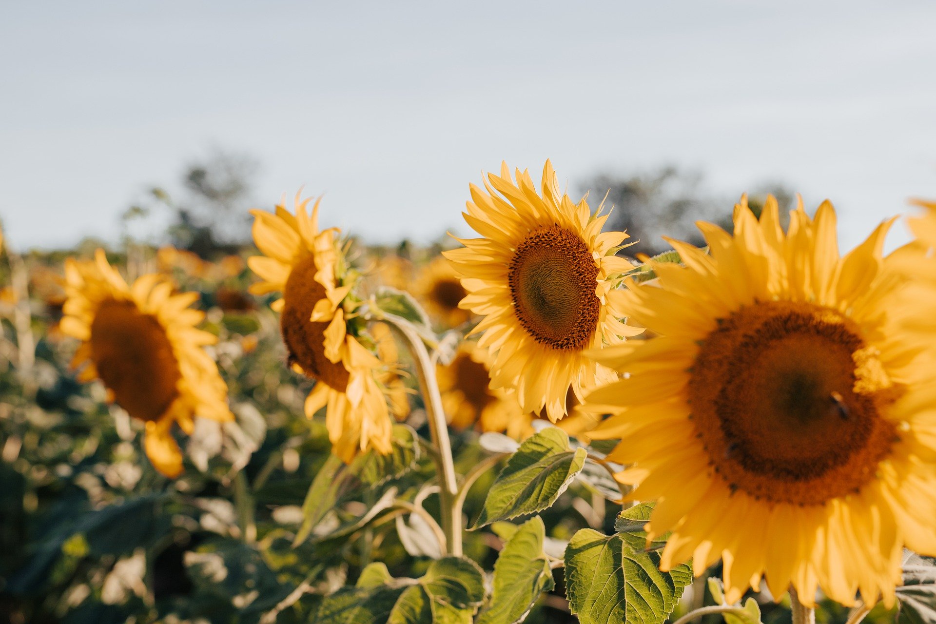 sunflowers